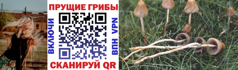 Псилоцибиновые грибы мухоморы  купить наркотики сайты  omg   Ревда 